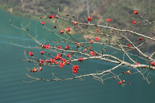 Hà Giang sắp đến mùa hoa gạo đẹp nhất