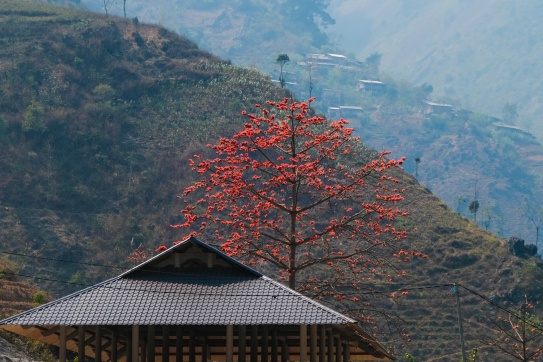 Cuối tháng 3, hoa gạo bung nở dọc sông Nho Quế