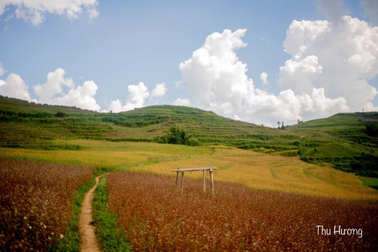 Thảo nguyên Suôi Thầu của những ngày tháng 9.