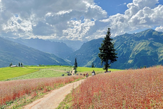 Đây không phải Thuỵ Sĩ. Mà đây là Suôi Thầu, Việt Nam.