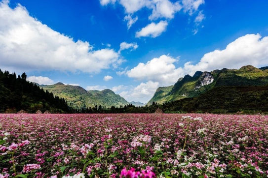 Hà Giang chạm đến mùa hoa Tam Giác Mạch
