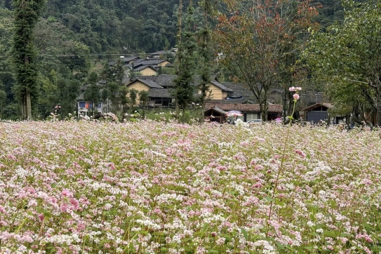 “Chính thức” Hoa Tam Giác Mạch đã nở rộ ở Hà Giang rồi