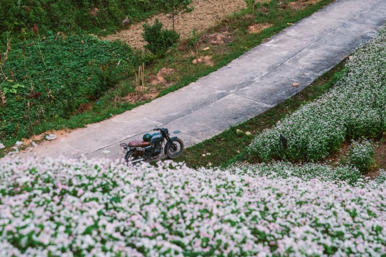 Lễ hội tam giác mạch 