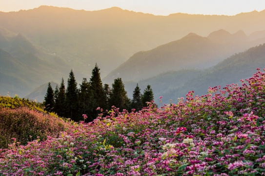 Lễ hội tam giác mạch 