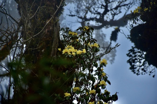 Tây Côn Lĩnh tháng 3....