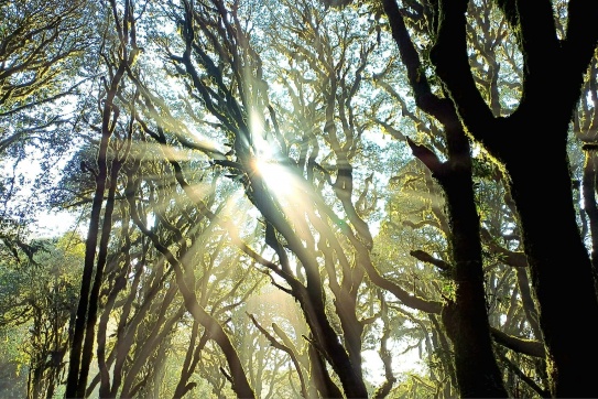 Khu rừng rêu Tây Côn Lĩnh, những ngày đầu năm 2024.