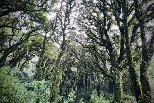 TREKKING ĐỈNH TÂY CÔN LĨNH QUA CUNG ĐƯỜNG RỪNG ĐỖ QUYÊN CỔ THỤ 