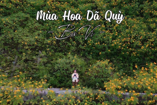 Ba Vì | Mùa Hoa dã quỳ nở rộ đẹp nhất