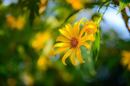 Ba Vì mùa này đẹp lắm!