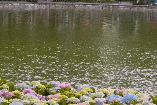 Hoa cẩm tú cầu tại Hồ Hoàn Kiếm xiuu xingg