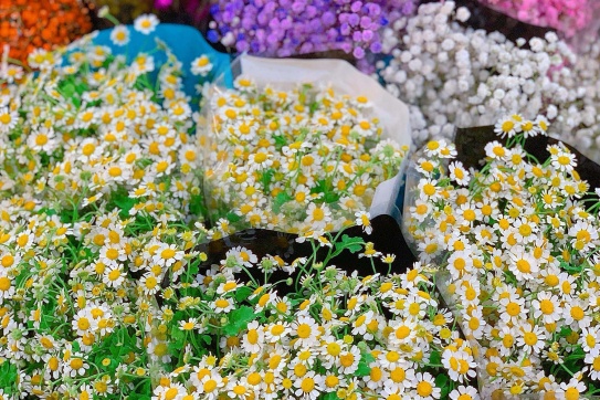 Có một góc nhỏ thật thơ giữa lòng Hà Nội 