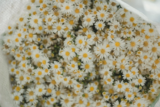 Cúc Họa Mi xuống phố