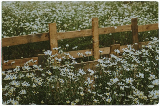 Mình có hẹn cùng Hà Nội mùa cúc hoạ mi.