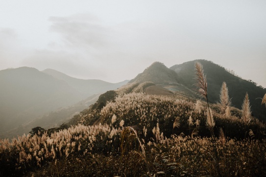 Cần gì đi đâu xa, có một thiên đường cỏ lau ngay gần Hà Nội đây rồi.