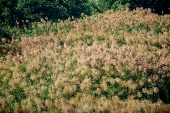 Hà Nội | Đồng cỏ lau bước vào mùa mộng mơ