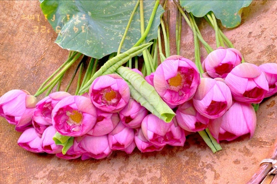 Tháng 6 mùa của sen Tây Hồ