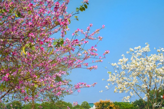 Check-in Công viên Hoa Ban | Ngay tại Mê Linh - Hà Nội