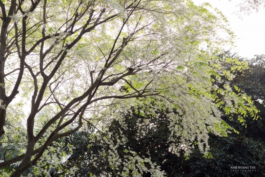 Hà Nội tháng 2 | Có một mùa hoa ban đẹp đến thế