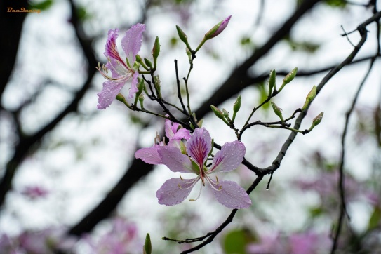 Hoa ban trong mưa phùn tháng 3 !!