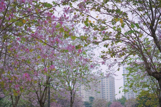 Nhân một ngày hoa ban nở rực một trời hồng…