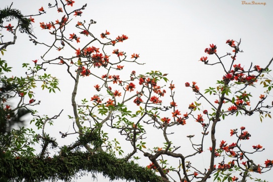 Hoa gạo ở vùng quê ngoại thành Hà Nội !!