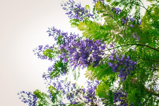 Một mùa hoa phượng tím nữa lại về giữa lòng Hà Nội.