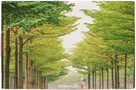 Một góc Hà Nội xanh mướt lúc giao mùa