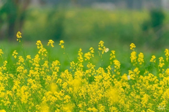 Có một mùa cải vàng rực rỡ ở ngoại thành Hà Nội