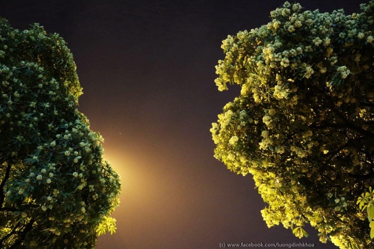 Hà Nội và những mùa hoa sữa nồng nàn…