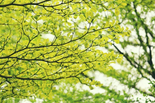 Hà Nội mùa thay lá...