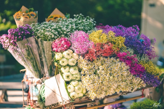 Cả mùa thu Hà Nội thu bé lại… 