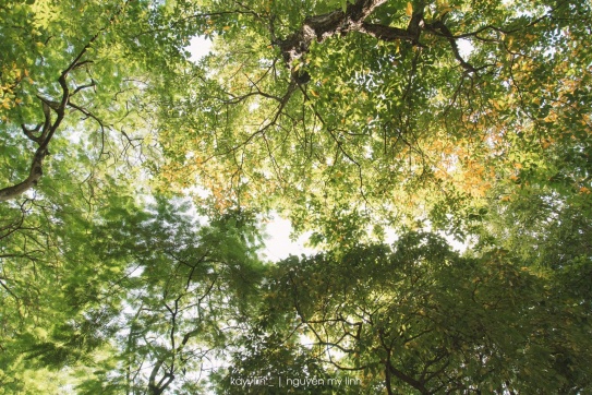 Nắng Thu Hà Nội