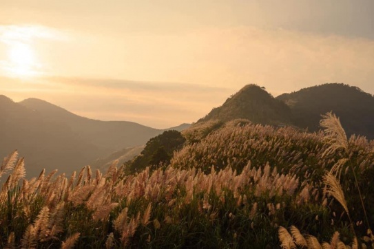 Núi Đồi Bù (Chương Mỹ) mùa cỏ lau