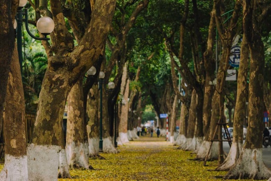 Hà Nội - mùa thay lá, mùa tình nhất trong năm