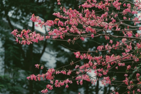 Một thoáng Hà Nội trổ bông nhuộm hồng 1 khoảng trời 