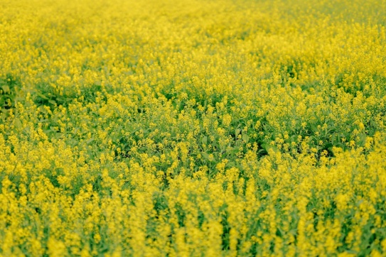NHỮNG NGÀY HOA NỞ