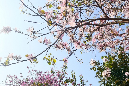 Về Hải Dương - Check-in con đường hoa ban đẹp nhất