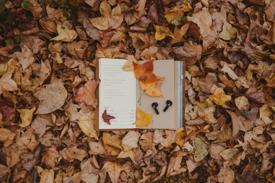 Check-in Rừng phong hương ở Chí Linh - Hải Dương