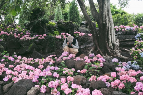 Mùa hoa cẩm tú cầu rực rỡ trên đảo Jeju