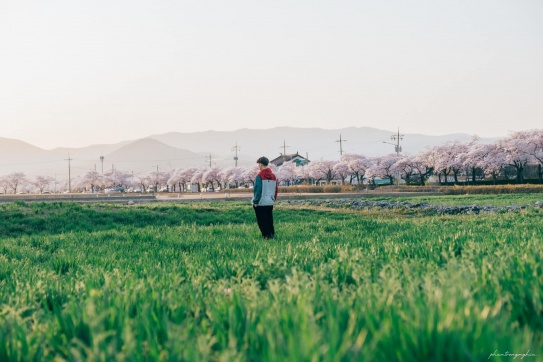 Mùa hoa anh đào tại Gyeongju, Korea