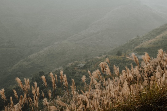 Cần gì đi đâu xa, có một thiên đường cỏ lau ngay gần Hà Nội đây rồi.