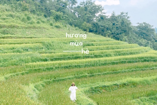 “Chiếc” đồi hoa đang cực hot tại Hòa Bình