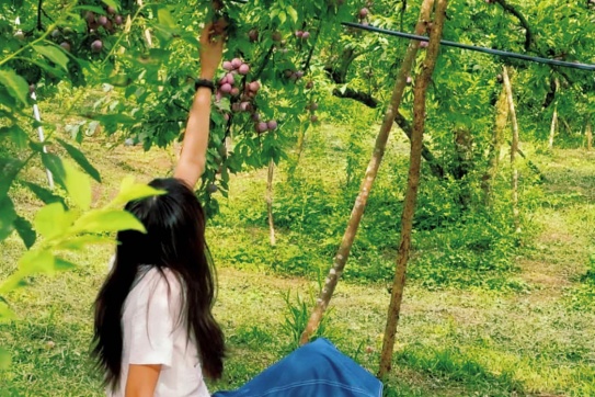 Trải nghiệm đi Hoà Bình - Mộc Châu hái mận