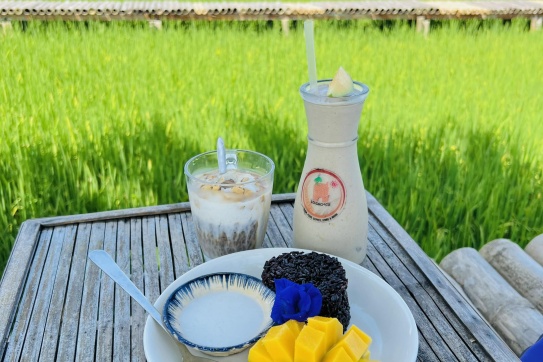 Lò Gạch Cũ - Hội An - Quảng Nam vào mùa lúa xanh