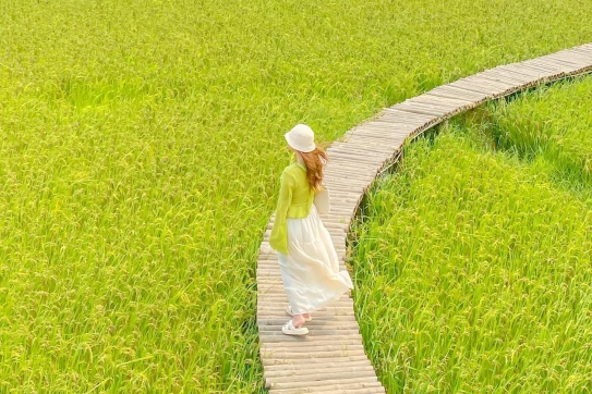 Ghé Hội An vào đúng dịp lúa chín