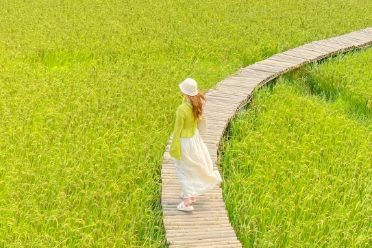 Tới Hội An vào đúng dịp lúa chín