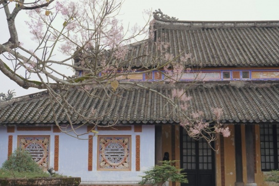 Tháng 4 đi Huế ngắm hoa Ngô Đồng nở rộ