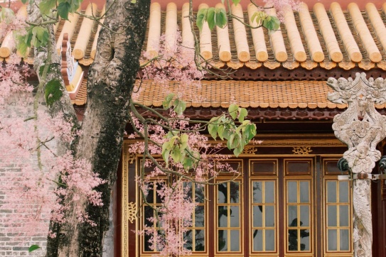 Ghé Huế mùa này để ngắm ngô đồng trổ hoa. 