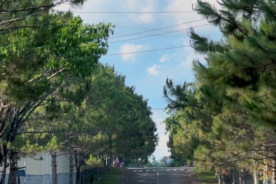 Măng Đen bước vào mùa hè, cũng là lúc phượng tím trổ sắc