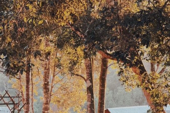 Ngoài những mùa hoa...